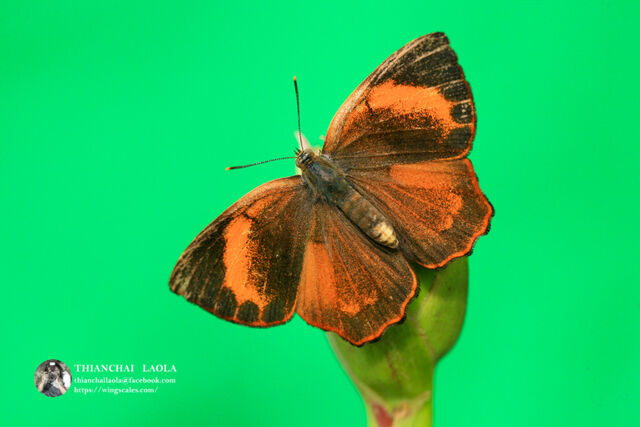 Simiskina phalia potina