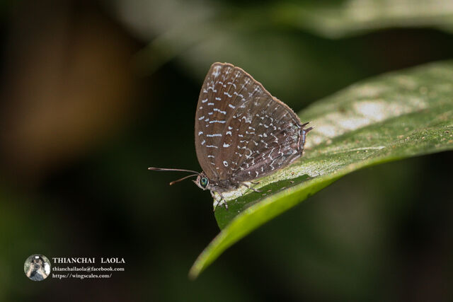 Arhopala democritus democritus