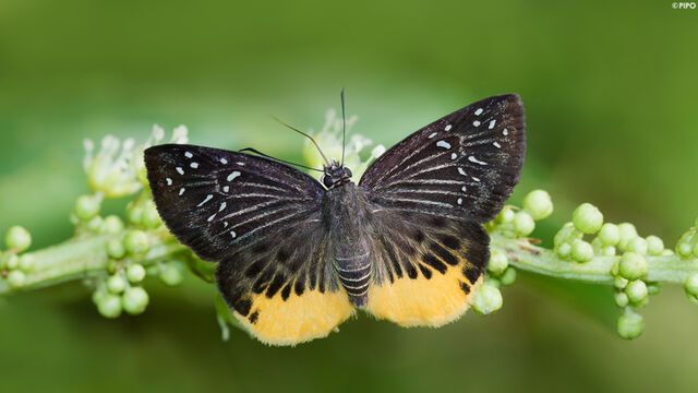 Mooreana trichoneura pralaya