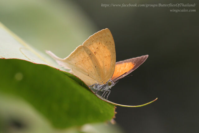 Loxura cassiopeia cassiopeia