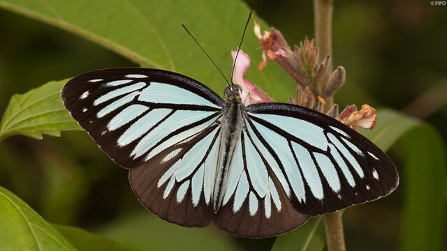 Pareronia anais anais