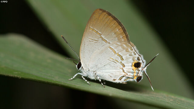 Sinthusa nasaka amba