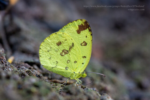 Eurema hecabe hecabe
