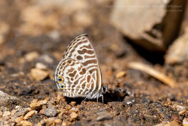 Leptotes plinius