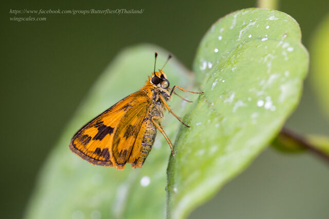 Taractrocera archias quinta
