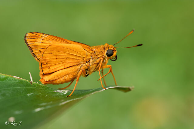 Cephrenes acalle oceanica