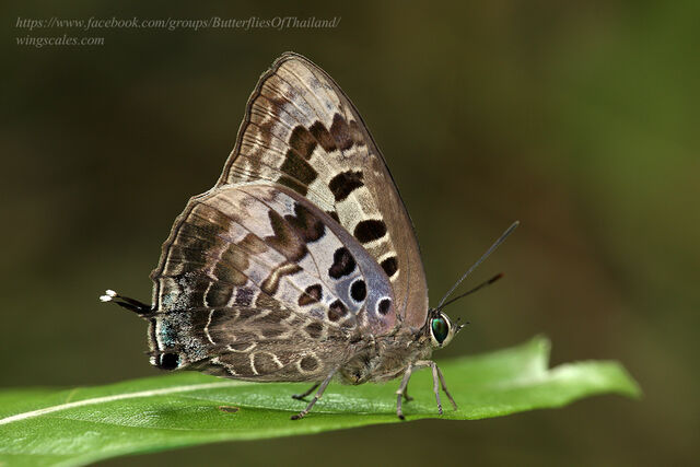 Arhopala hellenore hellenore