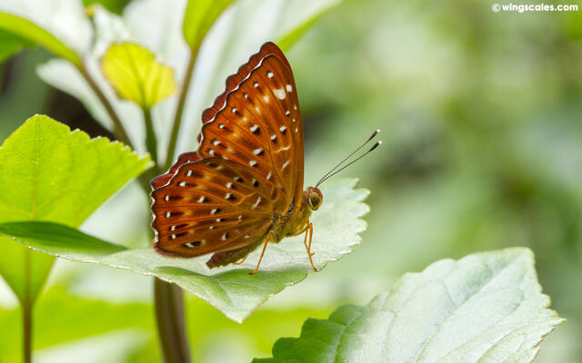 Zemeros flegyas allica