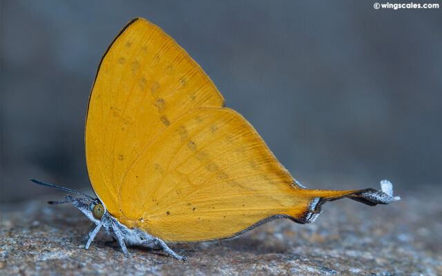 Loxura atymnus continentalis