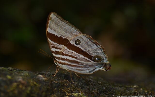 Amathusia ochraceofusca
