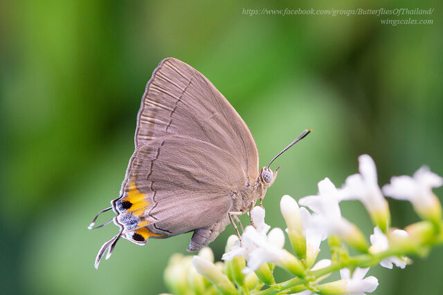 Tajuria mantra mantra