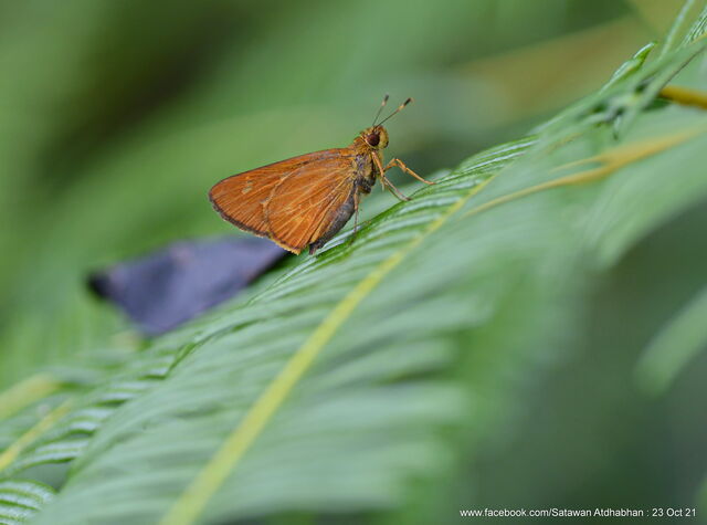 Xanthoneura corissa indrasana