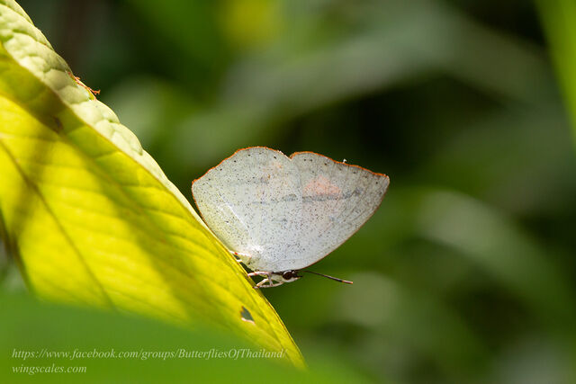 Curetis dentata dentata