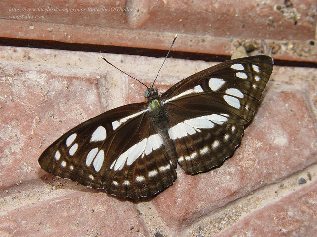 Phaedyma columella martabana
