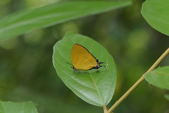 Yasoda androconifera