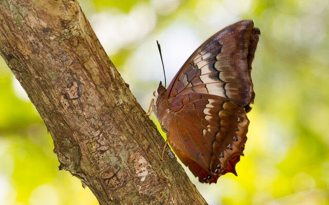Charaxes bernardus hierax