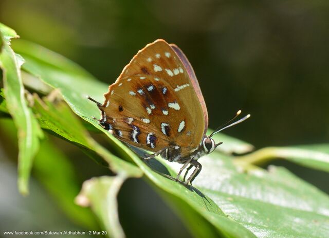 Iraota distanti distanti