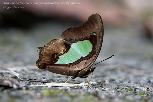 Polyura hebe chersonesus