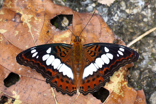 Moduza procris milonia