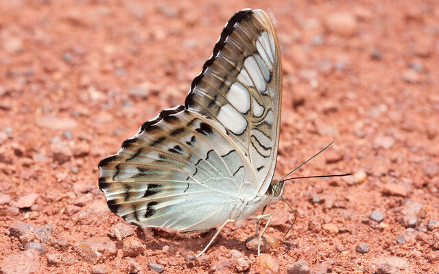 Parthenos sylvia sylla