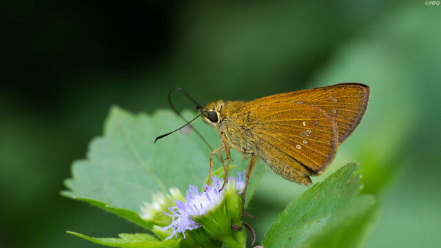 Polytremis lubricans lubricans