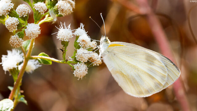 Pieris canidia canidia