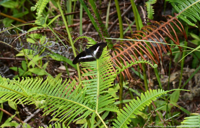 Eulaceura osteria kumana