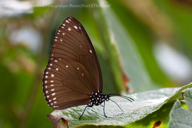 Euploea klugii erichsonii