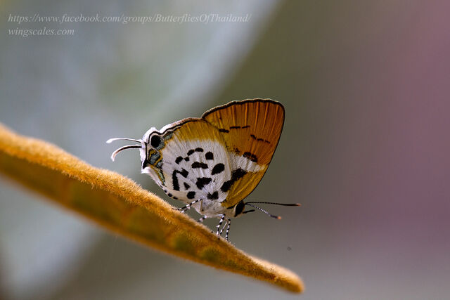 Araotes lapithis arianus
