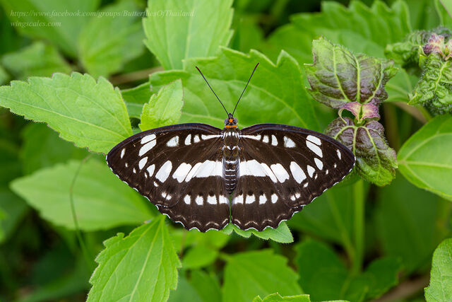 Athyma perius perius