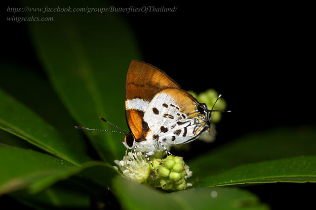 Araotes lapithis lapithis