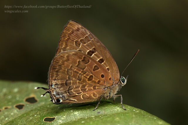 Arhopala eumolphus eumolphus