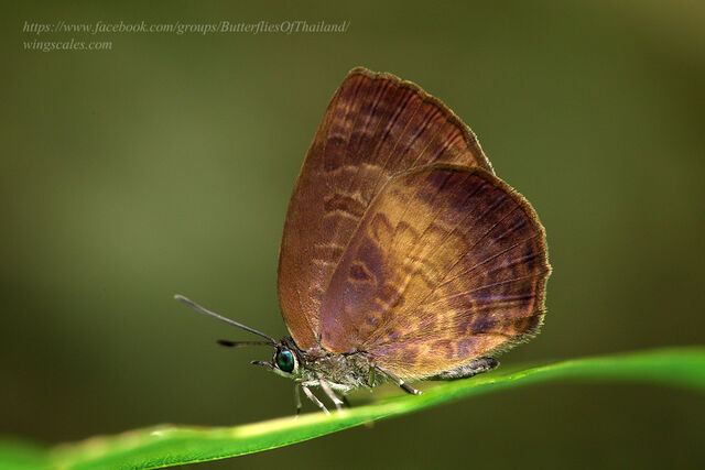 Arhopala perimuta perimuta