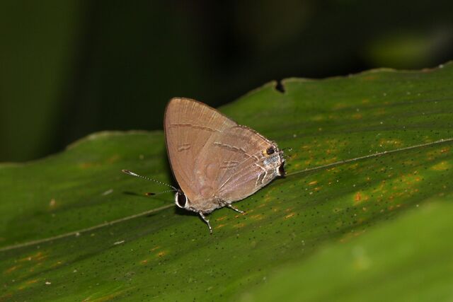 Rapala manea schistacea