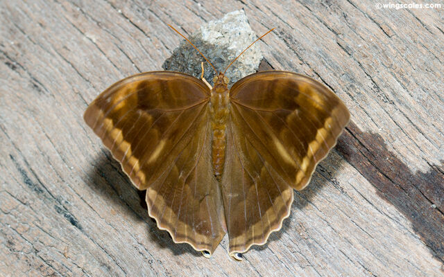 Amathusia phidippus phidippus