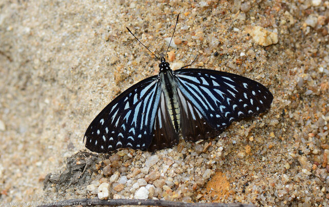 Hestinalis nama ruvanella