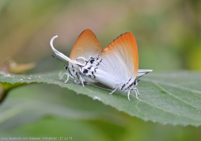 Jacoona anasuja anasuja