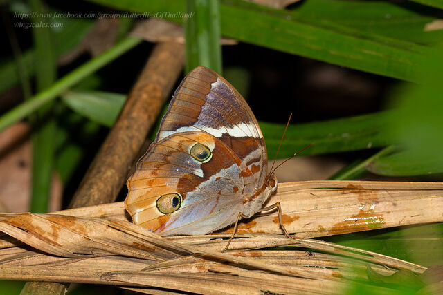 Thauria lathyi siamensis