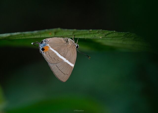 Dacalana sinhara sinhara