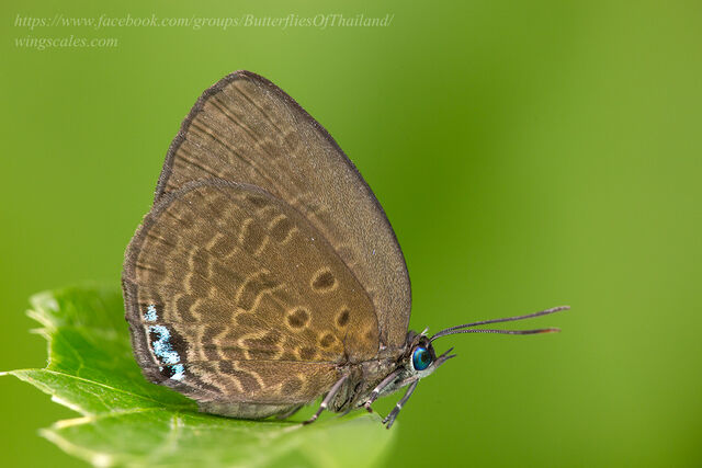 Arhopala muta maranda
