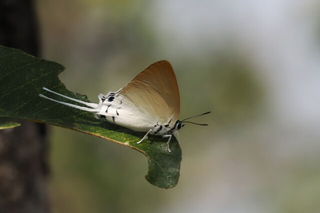 Jacoona anasuja nigerrima