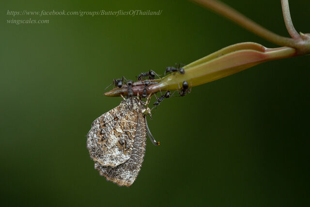 Logania marmorata marmorata