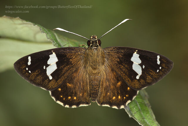 Celaenorrhinus leucocera