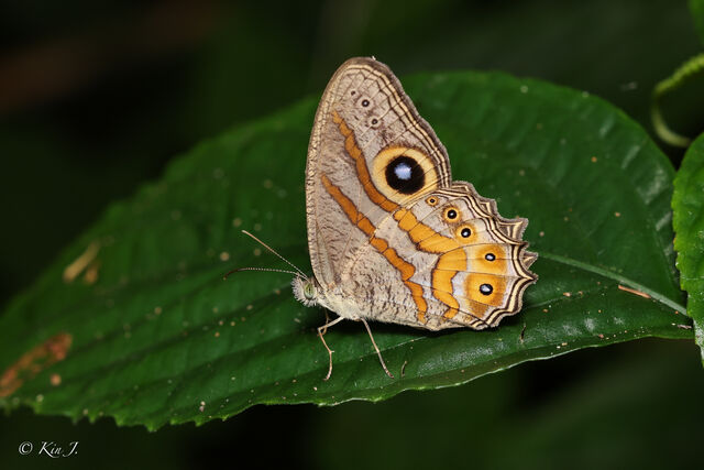 Erites medura russelli