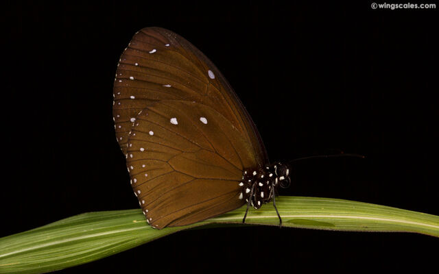Euploea tulliolus ledereri