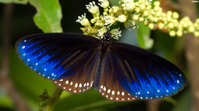 Euploea sylvester harrisii
