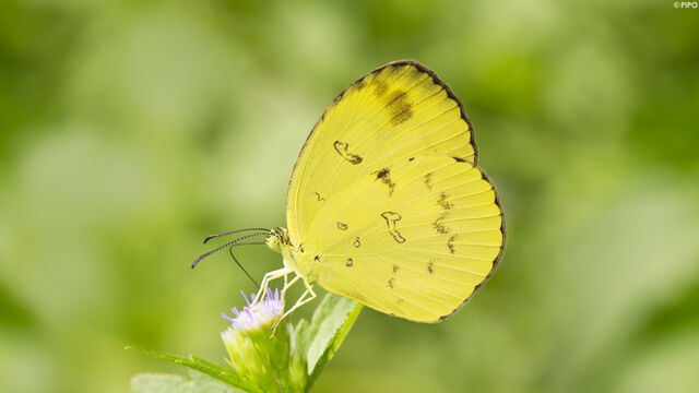 Eurema andersonii sadanobui