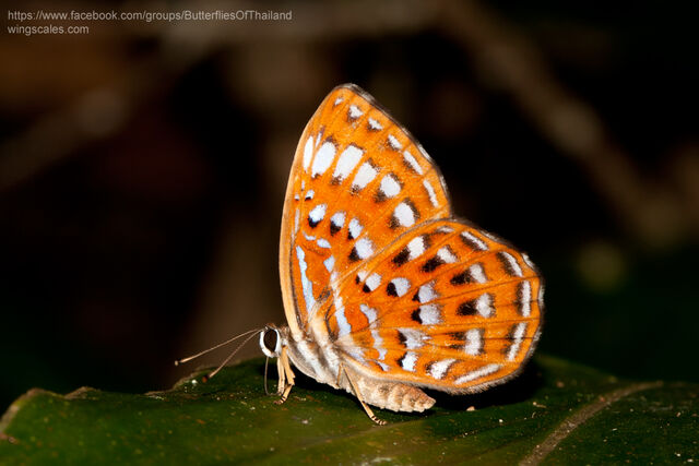 Laxita thuisto ephorus