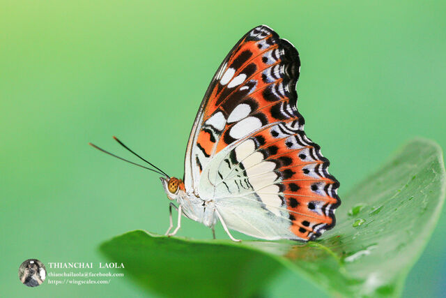 Moduza procris procris