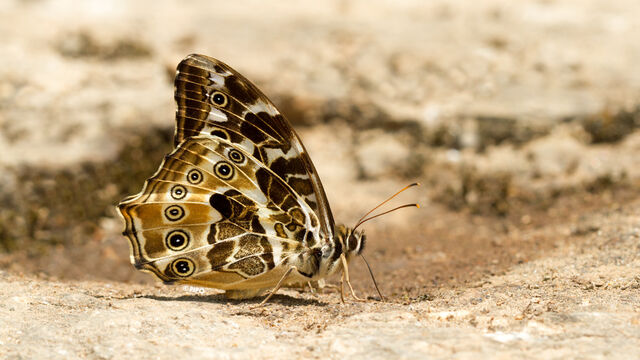 Neope armandii armandii